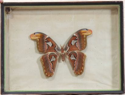 Collection de papillons Papillon naturalisé encadré sous verre, il sagit du plus...