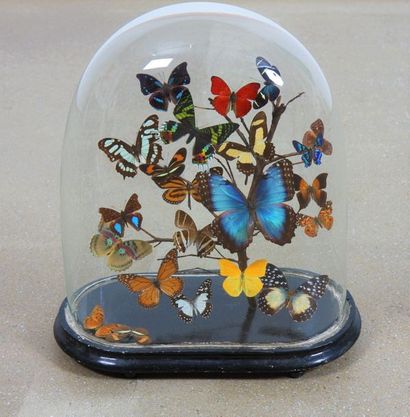 null Papillons 

Composition sous globe de 19 papillons multicolores reposant sur...