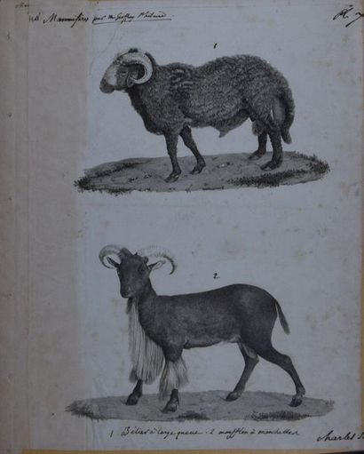 null School of the XIXth century, Aries with wide tail and Mouflon with cuff. Engraving...