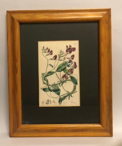 null Set of 7 framed reproductions from botanical works. Size: 21 x 13 cm (frames:...