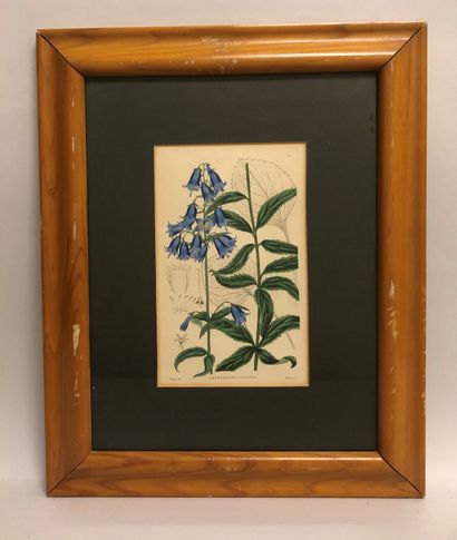 null Set of 7 framed reproductions from botanical works. Size: 21 x 13 cm (frames:...