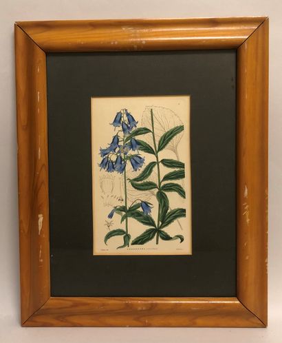 null Set of 7 framed reproductions from botanical works. Size: 21 x 13 cm (frames:...
