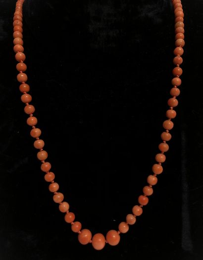 null Necklace of coral beads arranged in fall. Safety chain. Length: 48 cm. PB :...