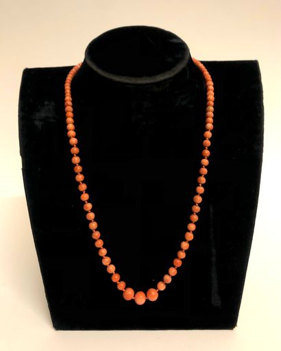 null Necklace of coral beads arranged in fall. Safety chain. Length: 48 cm. PB :...