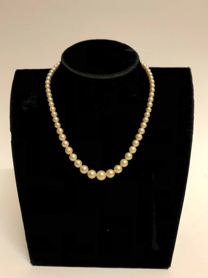 Necklace of cultured pearls arranged in fall...