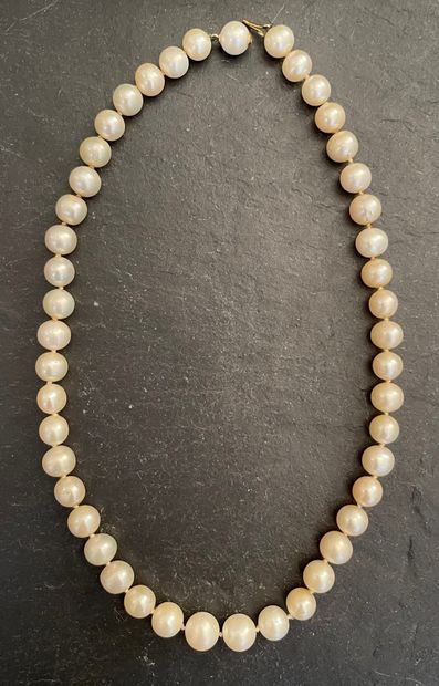 null Necklace choker of cultured pearls, clasp in yellow gold 750 mm in a pearl....