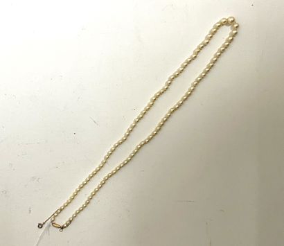 null Collier de perles, fermoir en or.