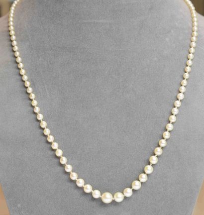 null Collier de Perles AKOYA en chute 3,4-7,6 mm couleur blanc crème, fermoir or....