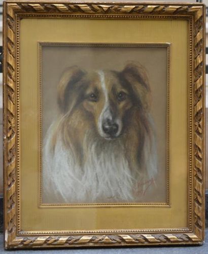 null E. WINIARD (XIX-XX ème), Portrait de chien, pastel sur papier, 1909, signé et...