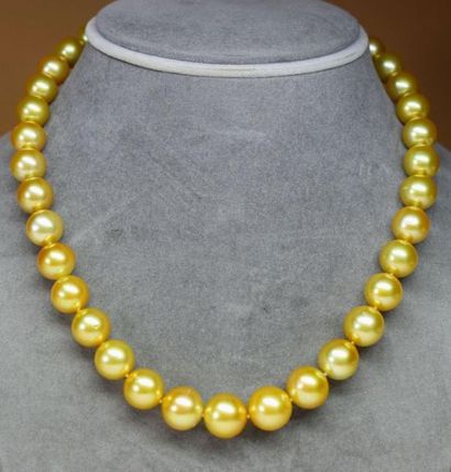 null Important collier de perles GOLD (South sea) en chute de 10-13 mm. Couleur parfaite,...