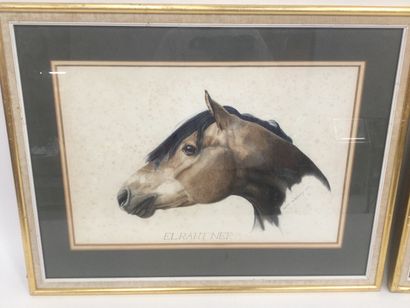 null Betty BERKELEY, 1887, gouache size : 35 x 52 cm