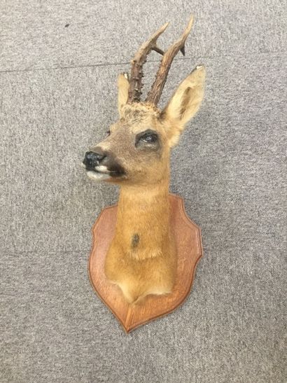 Deer trophy in cape