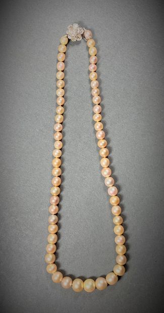 null Necklace of 59 pearls in fall, the clasp marguerite set with old cut diamonds,...