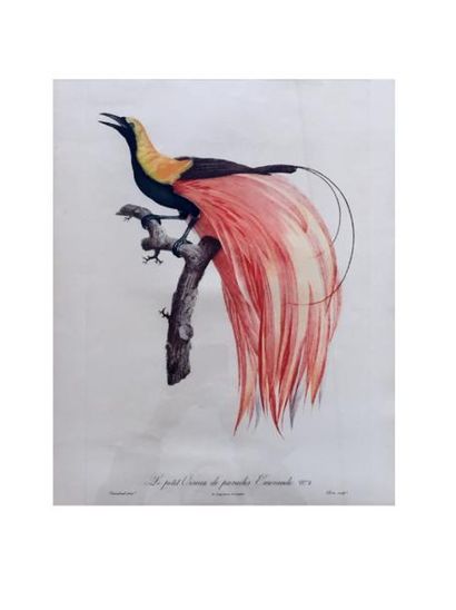 Jacques Barraband [FR] «Le Petit Oiseau de Paradis et Emeraude N°4», gravure couleurs,...