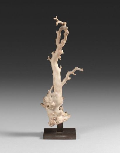 139- Branch of white coral 
(Accidents) 
H:...