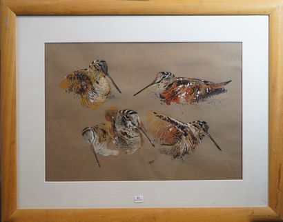null 11- Patrice BAC ''Etude d'oiseaux'' Aquarelle signée en bas milieu 35 x 50 ...