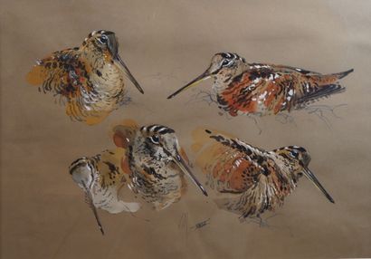 null 11- Patrice BAC ''Etude d'oiseaux'' Aquarelle signée en bas milieu 35 x 50 ...