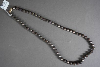 null 258- Collier chocker de perles grises (env. 7 mm) Fermoir en or jaune L : 52...