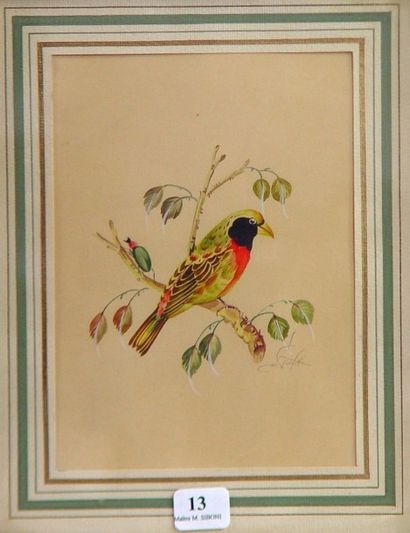 null "Oiseau sur la branche" Aquarelle Dim: 16 x 12 cm