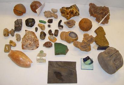null Collection de roses des sables, pierres diverses, coquillages et fossiles