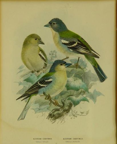 null "Oiseaux"
Deux gravures