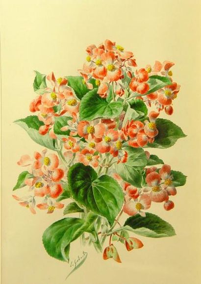 E.GODARD "Fleurs"
Trois aquarelles formant pendant 34 x 23 cm