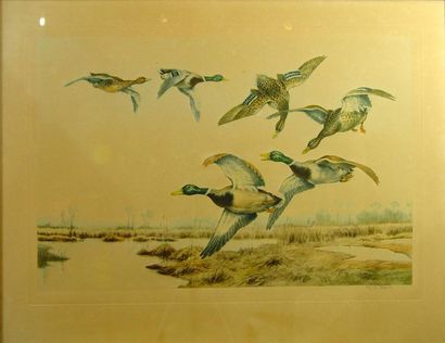 G.F. ROTIG "Canards"
Lithographie 47 x 70 cm