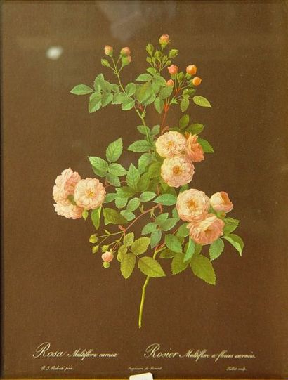 null 22- Pierre-Joseph REDOUTE
Dix gravures "Fleurs"