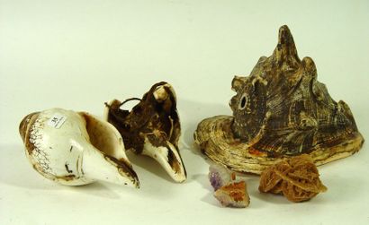 null 35- Coquillages et deux pendentifs en nacre (Kina)

Nouvelle Guinée, Moyen Sepik,...