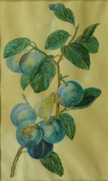 null 97- BLANCHE

''Prunes''

Aquarelle

32 x 20 cm