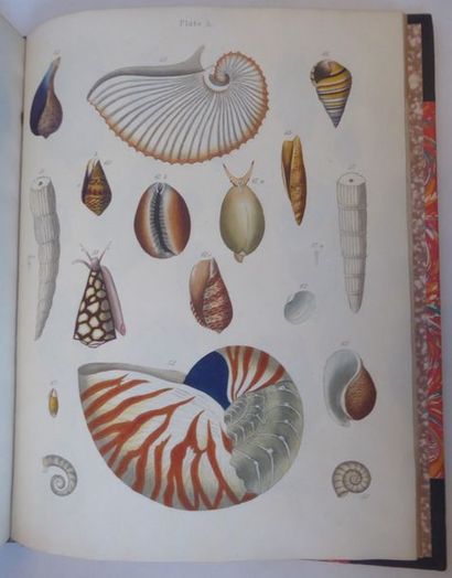 BROOKES (Samuel) An introduction to the study of conchology. London, Arch, 1815....