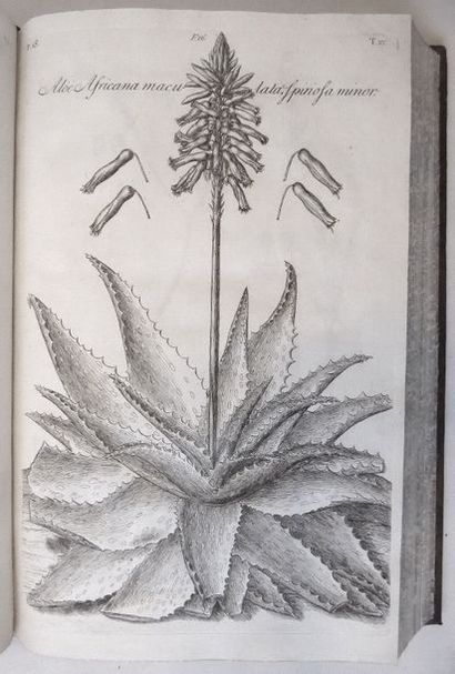 DILLENIUS (Johann Jacob) Horti Elthamensis plantarum rariorum icons and nomina......