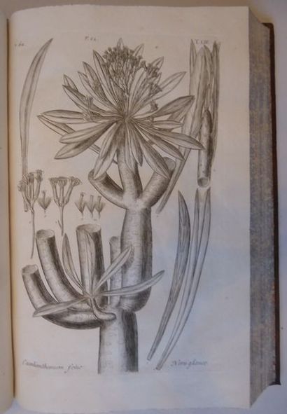 DILLENIUS (Johann Jacob) Horti Elthamensis plantarum rariorum icones et nomina......