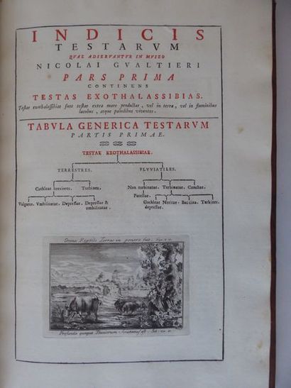 GUALTIERI (Nicola) Index testarum conchyliorum. Florence, Albizzini, 1742. Grand...