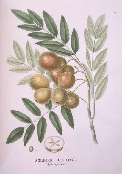 JAUME SAINT HILAIRE Traité des arbres forestiers. Paris, chez l'auteur, 1824. In-4,...