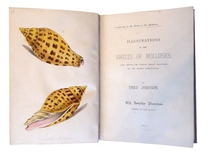 JOHNSON (Théo) Illustrations of the shells of mollusks. 1837. In-8, blue half calf...