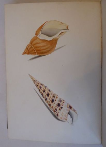 JOHNSON (Théo) Illustrations of the shells of mollusks. 1837. In-8, blue half calf...