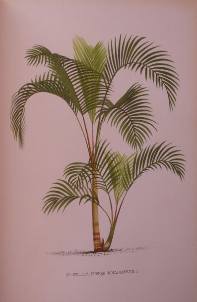 KERCHOVE de DENTERGHEM (Oswald de) Palm trees. Iconographic history. Paris, Rothschild,...