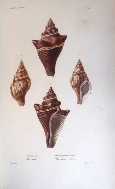 KIENER General specie and iconography of living shells, including the collection...