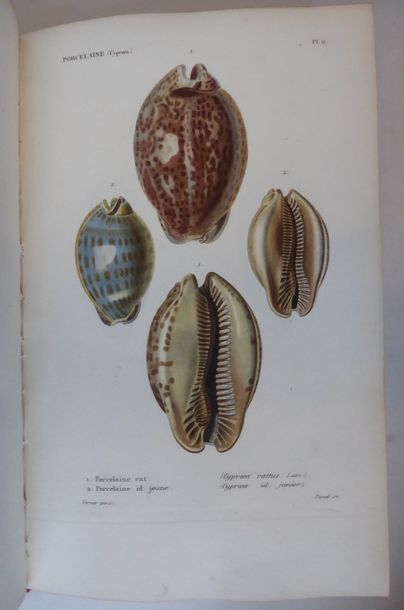 KIENER General specie and iconography of living shells, including the collection...