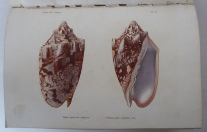 KIENER General Species and Iconography of Living Shells. Paris, Rousseau, Baillière,...