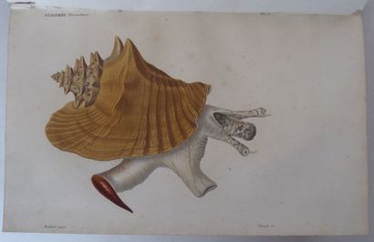 KIENER Species général et iconographie des coquilles vivantes. Paris, Rousseau, Baillière,...