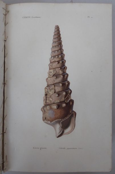 KIENER General Species and Iconography of Living Shells. Paris, Rousseau, Baillière,...