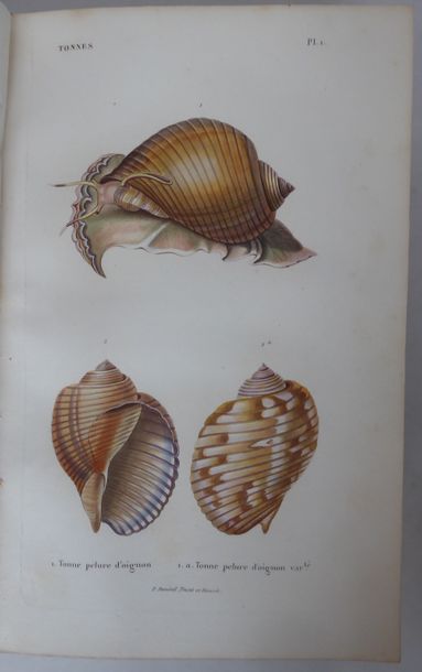 KIENER General Species and Iconography of Living Shells. Paris, Rousseau, Baillière,...