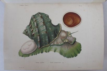 KIENER Species général et iconographie des coquilles vivantes. Paris, Rousseau, Baillière,...