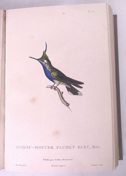 LESSON Natural history of flybirds. Paris, Arthus Bertrand, [1829]. In-8, hind burgundy...