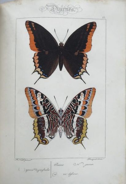 LUCAS Natural history of the lepidoptera of Europe. Paris, Pauquet, 1834. In-8, brown...