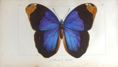 LUCAS Histoire naturelle des lépidoptères d'Europe. Paris, Pauquet, 1834. In-8, demi-maroquin...