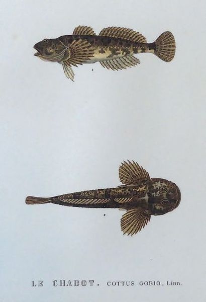 LUNEL (Godefroy) Natural history of the Fish of the Lake Geneva basin. Geneva, H....
