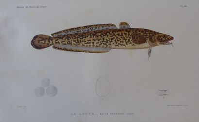 LUNEL (Godefroy) Histoire naturelle des Poissons du bassin du Léman. Genève, H. Georg,...